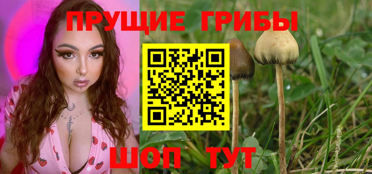 Муром  Галлюциногенные грибы Psilocybe  Вход с VPN 